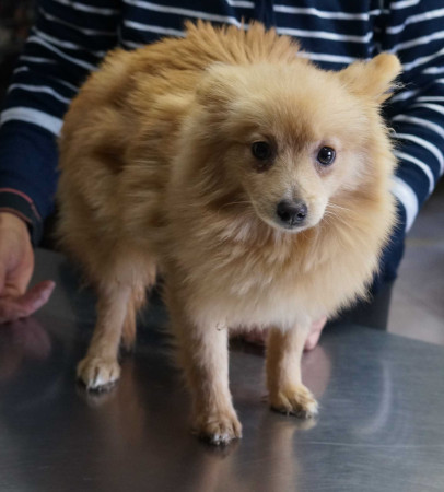 Iggy (männlich) - rezervovaný (BA)